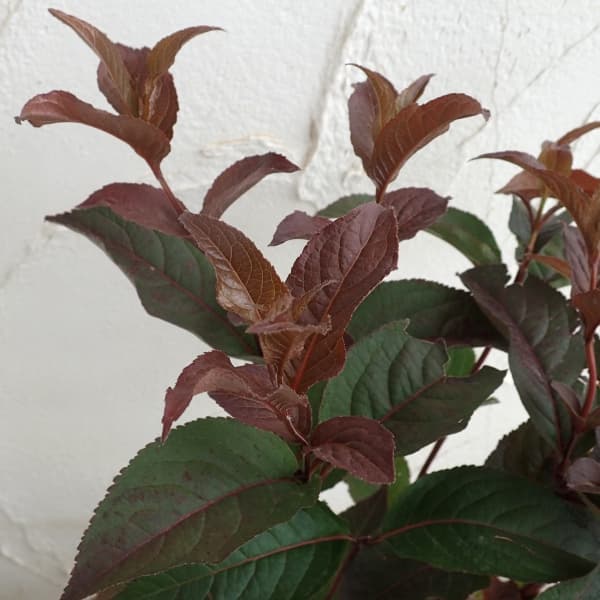 花木 庭木の苗/ディエルビラ：ディヴァ5号ポット...