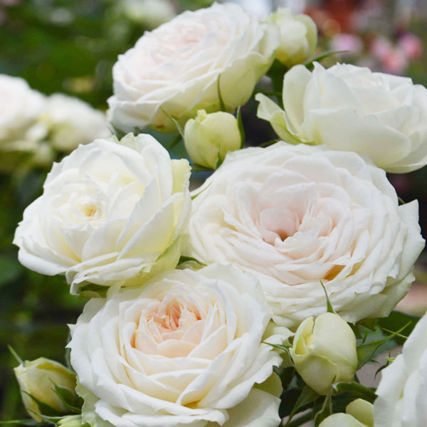 バラの苗/シュラブローズ：クラリス大苗