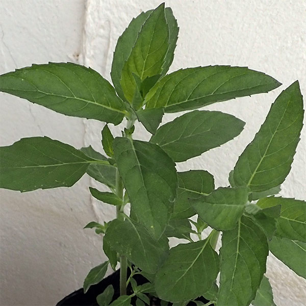 ハーブの苗/ニホンハッカ：りょくび3号ポット 2株セット