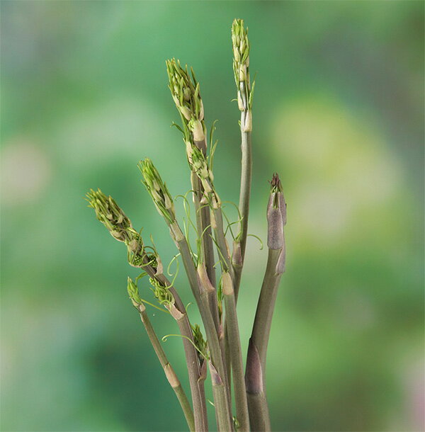 野菜の苗/しおで3号ポット