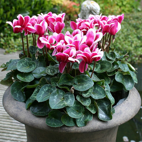 草花の苗/シクラメン：ゴブレット　シャインワインレッド3号ポットのサムネイル