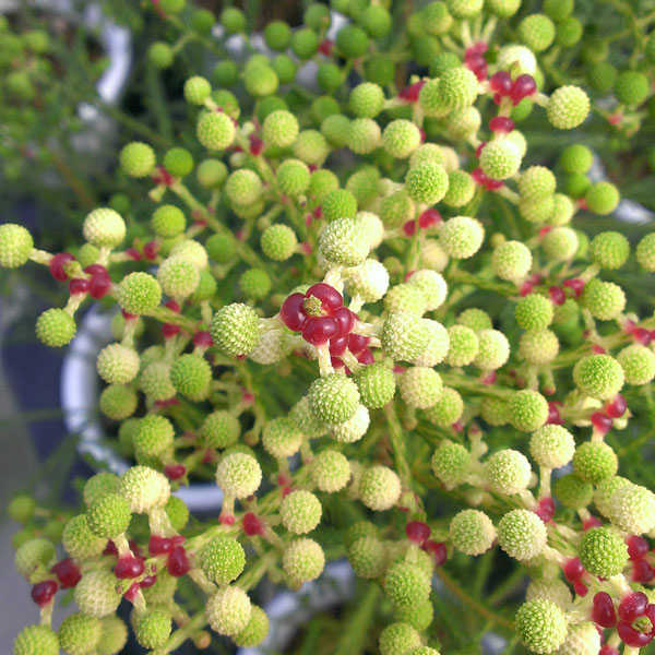 ���� ���ڤ���/�С����ꥢ���ԥå���3��ݥå� 2�����å�