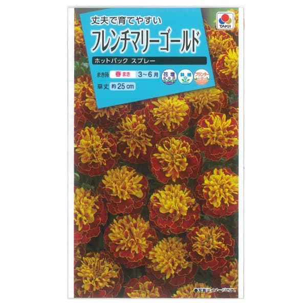 フレンチマリーゴールド：ホットパック スプレー[タキイ 花タネ]