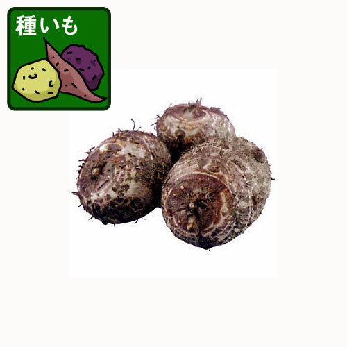 野菜の苗/サトイモ：石川早生(種芋)500g