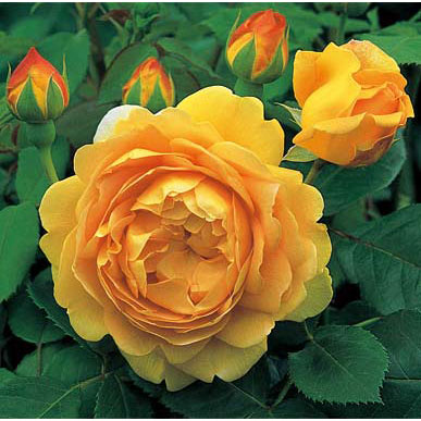 バラの苗/イングリッシュローズ デビッド オースチン ロージズ：ゴールデン セレブレーション長尺苗（10L角鉢植え）(バラ苗)