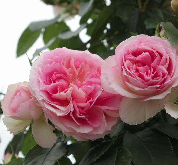 Rose - バラの苗/[送料無料]つるバラ：アミ ロマンチカ8号大型アンドン仕立て
