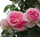 バラの苗/[送料無料]つるバラ：アミ ロマンチカ8号大型アンドン仕立て