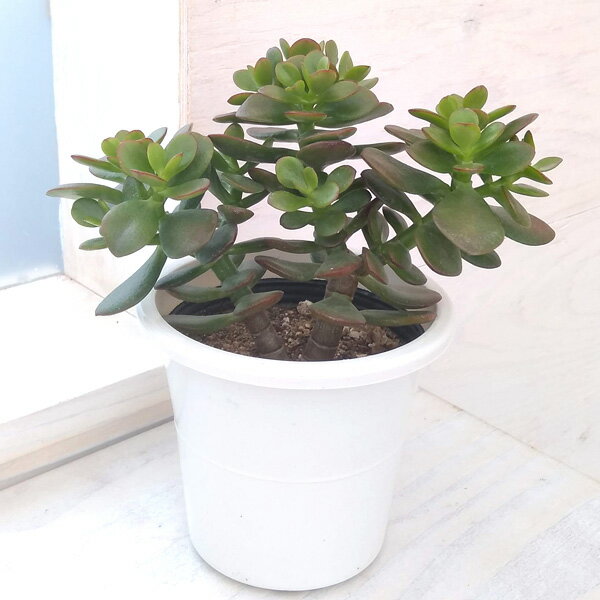 観葉植物/カゲツ：黄金姫 4号