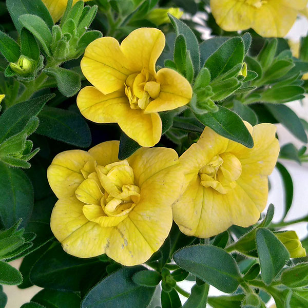 カリブラコア：八重咲きティフォシー・クリアイエロー5号鉢植えのサムネイル