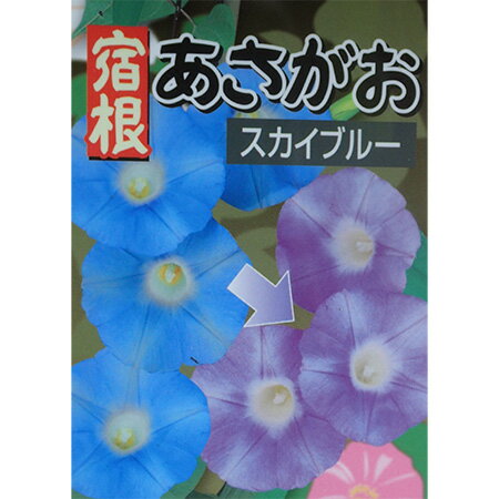 草花の苗/宿根朝顔：スカイブルー3号ポット 2株セット