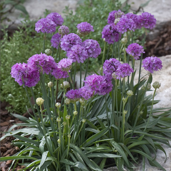 草花の苗/アルメリア：バレリーナライラック3号ポット 2株セットのサムネイル