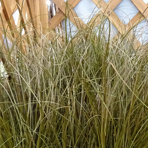 ��֤���/����å����������Х���3-3.5��ݥå�