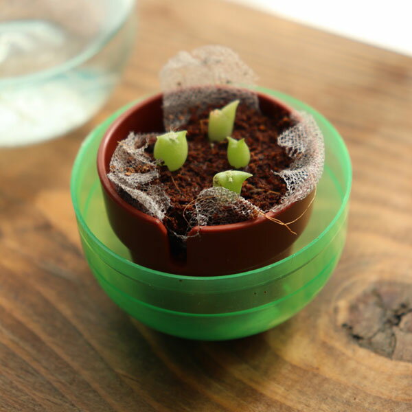 サボテン栽培カプセル：花サボテンミックス　1個[ガチャカプセルに、膨らむ土とサボテンのタネ入り]