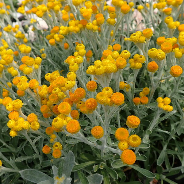 草花の苗/クリソセファラム：スマイリープー3号ポット