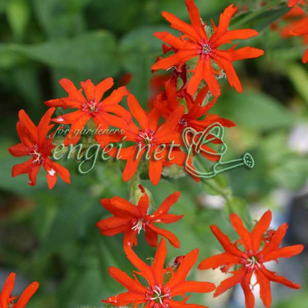 ���������/����Υ�������եȥ���ӥ���Υ��ʳ��������粧�� 3��ݥå�