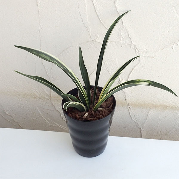 観葉植物/オモト（万年青）：富士の雪4号鉢植え