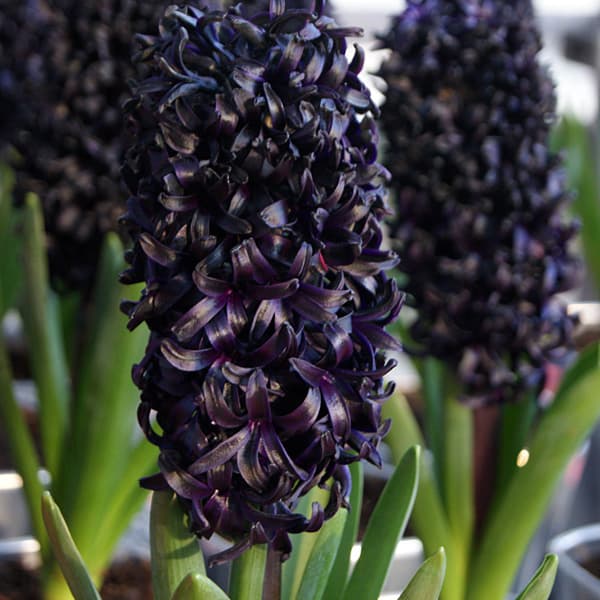 球根/ヒヤシンス：ミッドナイトスカイ 1球入り