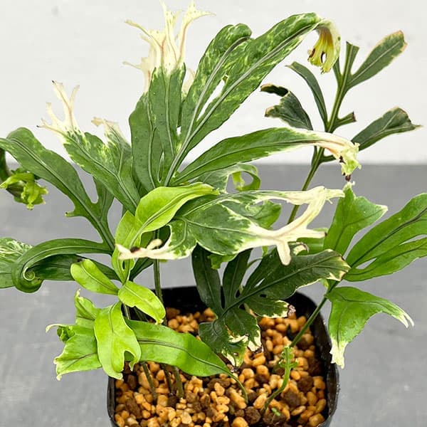 観葉植物/シダ：イワヒトデ北斎浪　3号ポット