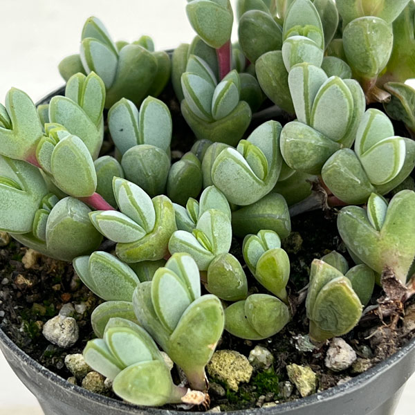 【サービス品@980】ミニ碧漁連 現物商品】碧魚連 | 多肉植物研究所