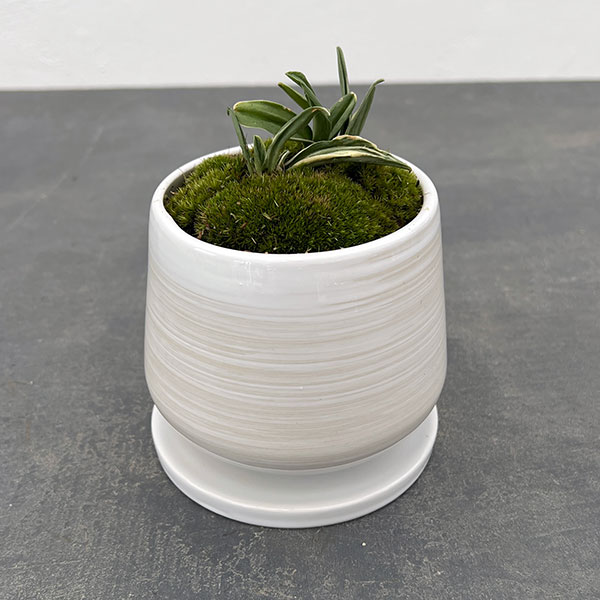 観葉植物/オモト（万年青）：剣舞 ・鉢植え／もえ白S・皿付