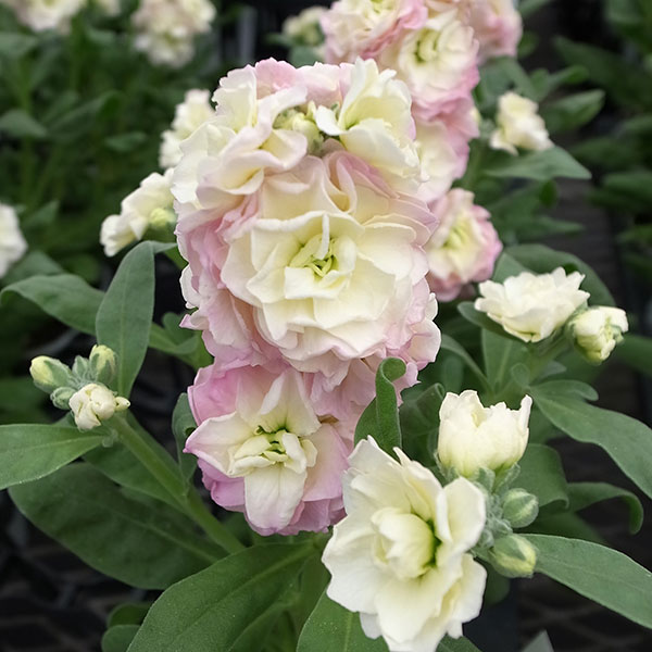 草花の苗/ストック：ベイビー レインボー（八重）3-3.5号ポットのサムネイル