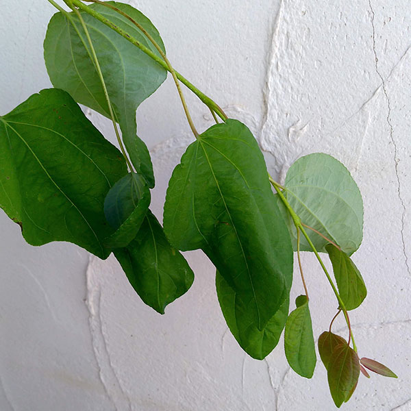 花木 庭木の苗/（わけあり特価）カツラ（桂）：シダレカツラ6号ポット