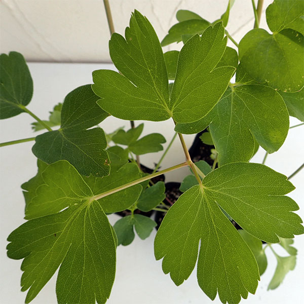 野菜の苗/長命草（チョーミーグサ・ボタンボウフウ・サクナ）3号ポット 6株セット