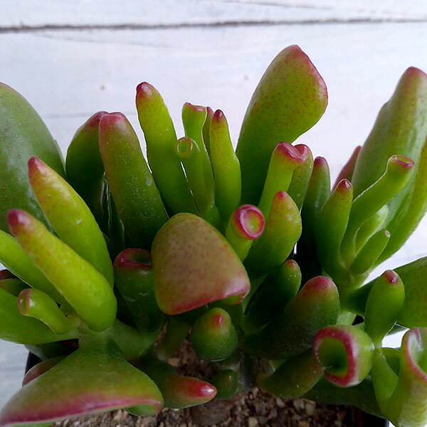 観葉植物/カゲツ：賞金花月 4号鉢植え