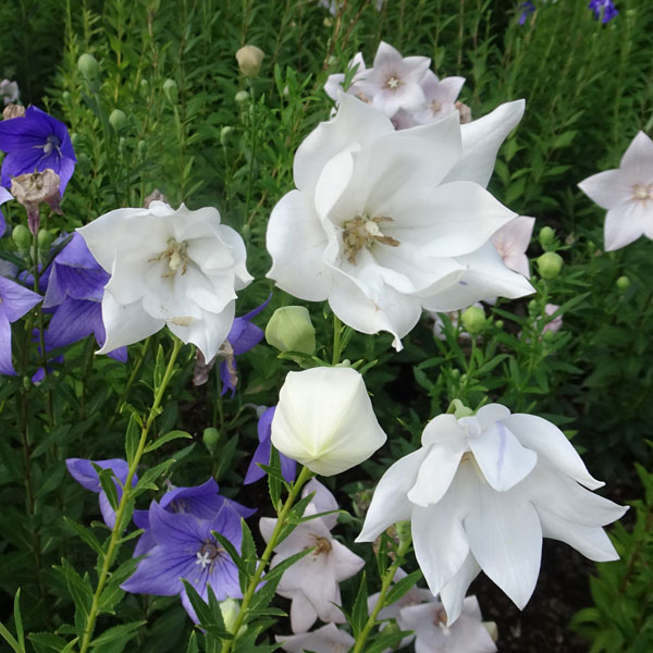 盛夏に咲く花壇の花草花の苗/おもてなしキキョウ(桔梗）：二重系ホワイト3号ポット（高性）キキョウは万葉の時代から愛され、秋の七草に数えられる和の花ですが、自然環境下での開花は7月下旬から9月にかけて、実際には盛夏に咲く花です。日本らしい清楚な雰囲気が魅力ですが、暑さにも寒さにも強く強健な宿根草で、どんな土地でもよく育ちます。切花や茶花としても趣があります。この品種は花壇のまとめ植えや、ナチュラルガーデンの混植にも適した山野草系の晩生種です。千葉大学名誉教授であり「ガーデンそよかぜ」園主でもある安藤敏夫さんが、世界の人々を日本らしい花で迎えようと選抜育種した品種です。花色や花形のバリエーションがたくさんあるシリーズです。どんな花が咲くかはお楽しみ！★写真はシリーズ全色の集合画像ですが、お届けする株は商品名のものとなります★タイプキキョウ科の耐寒性宿根草草丈40〜80cm開花期6〜7月植え付け適期10月〜12月、2月下旬〜5月栽培方法：日当たりの良い肥沃な土を好みますが、朝の間だけ日が当たる程度の場所でも良く生育し花も楽しめます。植え付け場所には、腐葉土などの有機物を混ぜておきます。花後に種が出来ないように切り戻しをすると夏から秋に再び花を楽しめます。挿し芽や株分けで増やします。3号（直径9cm）ポット入り、1ポット1株です。写真は成長・開花時のイメージですが、お届けの際は苗の状態です。秋口から冬は地上部が無い状態となります。★品種の特性上、二重タイプは、咲き方に不安定なところがあり二重の花を確認した株でも一重が出現する場合がありますが、株の充実とともに安定する傾向にあります。★