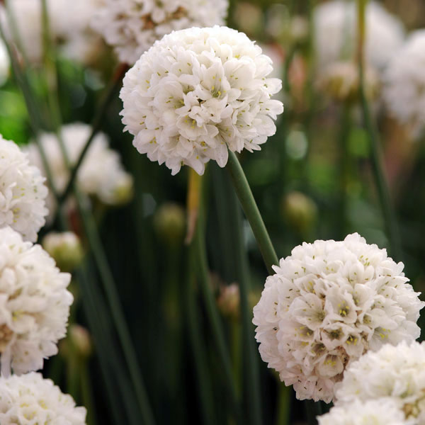 草花の苗/アルメリア：バレリーナホワイト3号ポット 2株セットのサムネイル