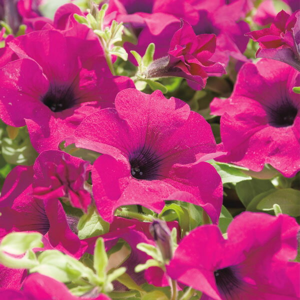 草花の苗/ペチュニア：サフィニアパープル3号ポット 6株セット(R)のサムネイル