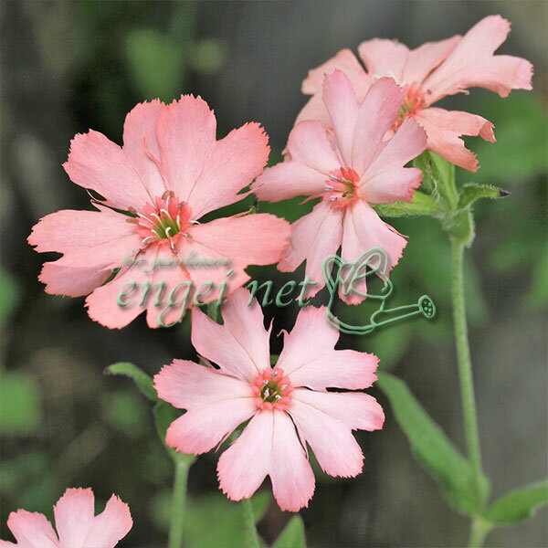 センノウ　苗の商品画像