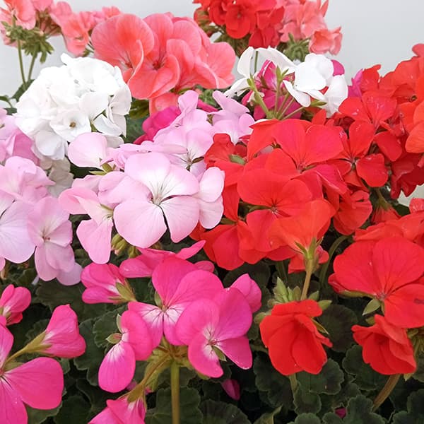 草花の苗/ゼラニウム：リンゴ2000花色ミックス3.5号ポット 6株セットのサムネイル