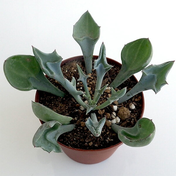 観葉植物/セネシオ：マサイの矢尻（まさいのやじり）2.5号ポット