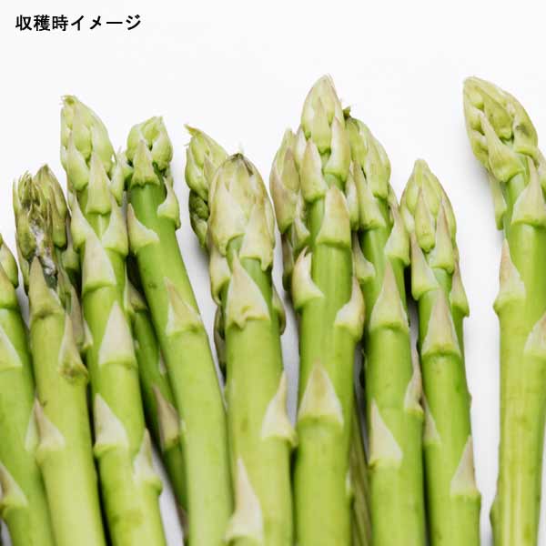 野菜の苗/アスパラガス：ハイデル3号ポット