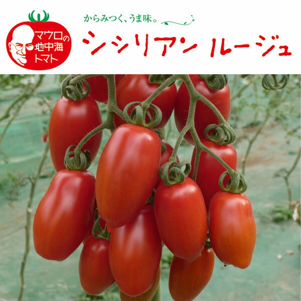 野菜の苗/イタリアントマト：シシリアンルージュ自根苗3号ポット 6株セット