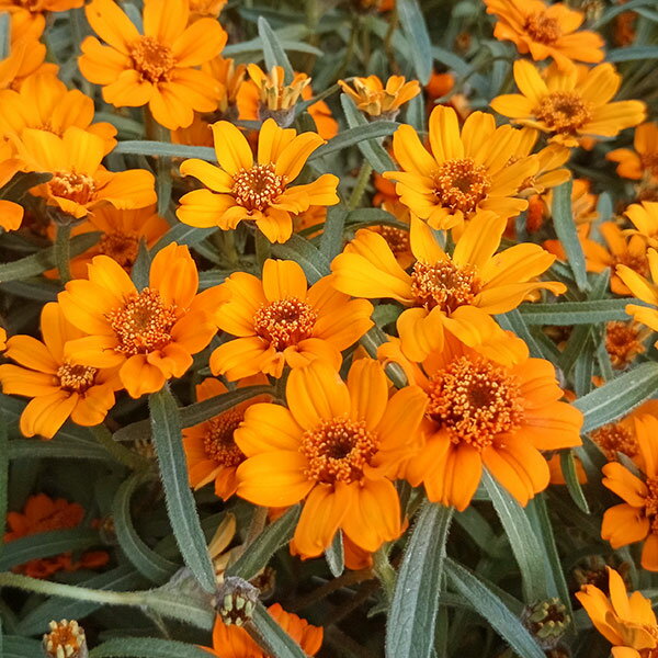 白日草 - 草花の苗/ジニア：リネアリス・オレンジ3-3.5号ポット 4株セット