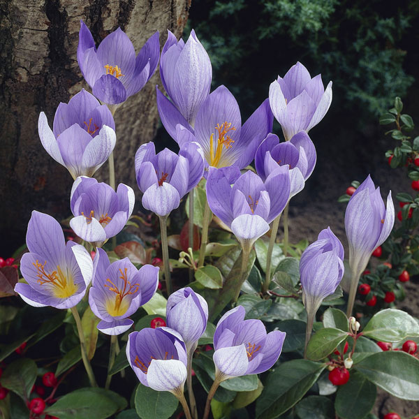 球根/クロッカス：コンカラー4球入...