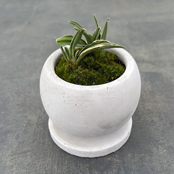 観葉植物/オモト（万年青）：剣舞・鉢植え／マルモボウル白・皿付