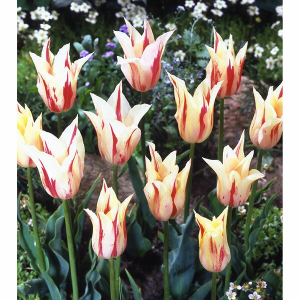 球根/チューリップ（ゆり咲）：マリリン（白に赤）4球入り 2袋セット