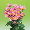草花の苗/(わけあり特価)二度咲く小菊:桃色系4号ポット