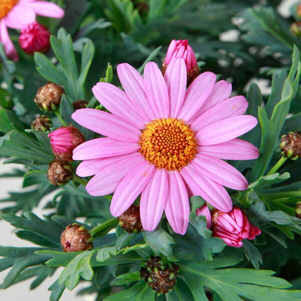 草花の苗/マーガレット：ラブリーフレンド3.5号ポット 2株セット