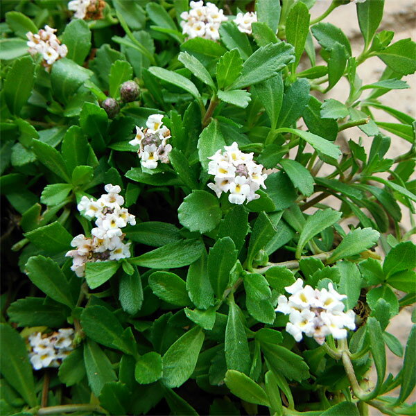 高麗芝キューブ苗（補植用） 25苗芝生 高麗芝 ポット苗 高麗芝補植 コウラシバ コウライ芝 切芝 張芝 ゴルフ場 グランド補修 隙間 少しだけ 庭 手軽 補植 園庭 こうらい 芝 ポット芝 通路 25個 6センチ角レビューを書いて次回使えるクーポンプレゼント！