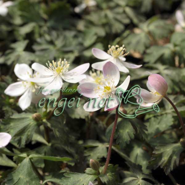 山野草の苗/ニリンソウ：箱根二輪草2.5〜3号ポット