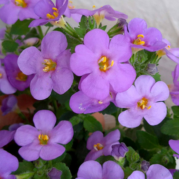 草花の苗/バコパ：カリプソジャンボ　ブルー3.5号ポット 2株セット