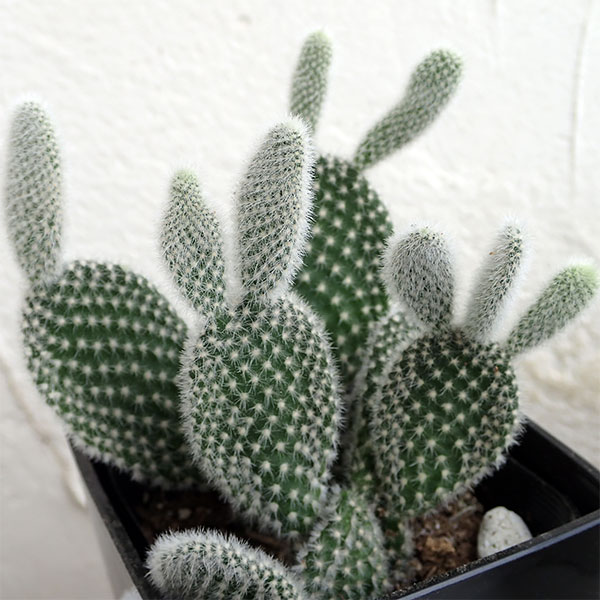 観葉植物/サボテン：バニーカクタス3号角鉢入り 3個セットのサムネイル