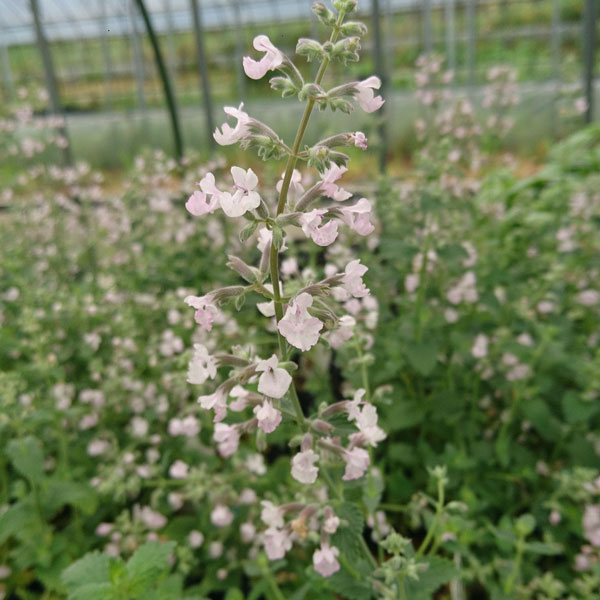 ハーブの苗/キャットミント：ピンク系（ネペタ）3号ポット 2株セット