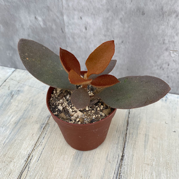 観葉植物/カランコエ：センニンノマ...