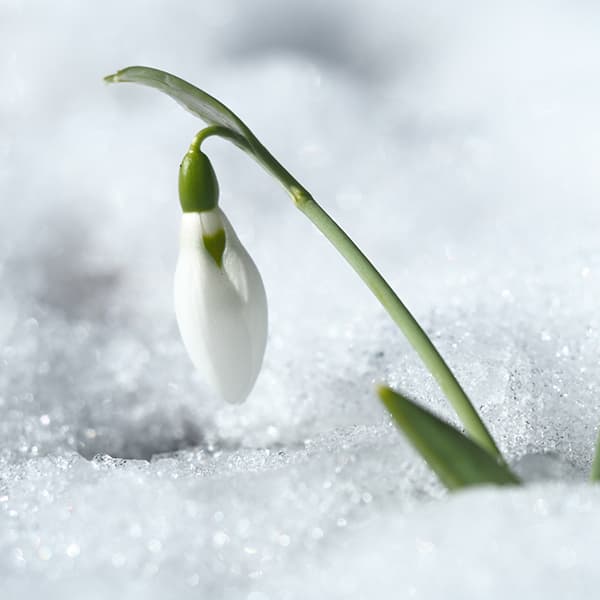 スノードロップ3球植え 3.5号ポット