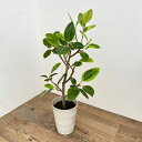 観葉植物/フィカス:アルテシマ 7号鉢植え ストレート